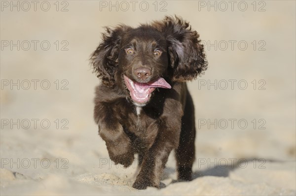 English Cocker Spaniel