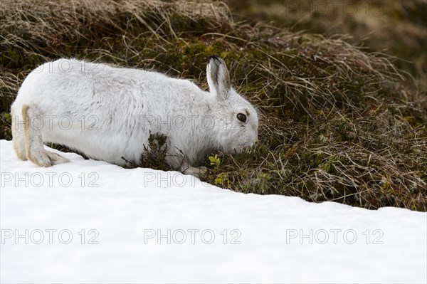 Mountain Hare