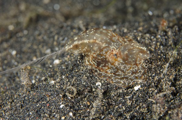 Comb Jelly