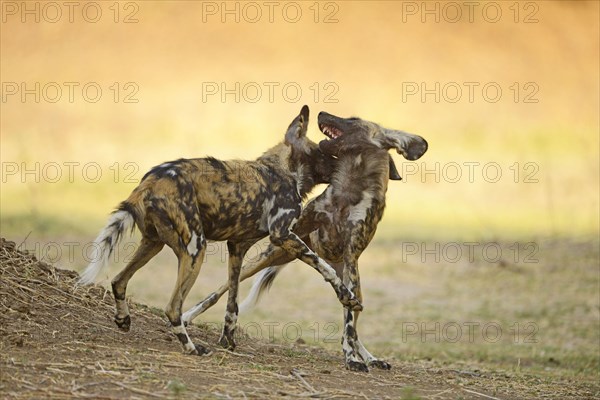 African Wild Dog