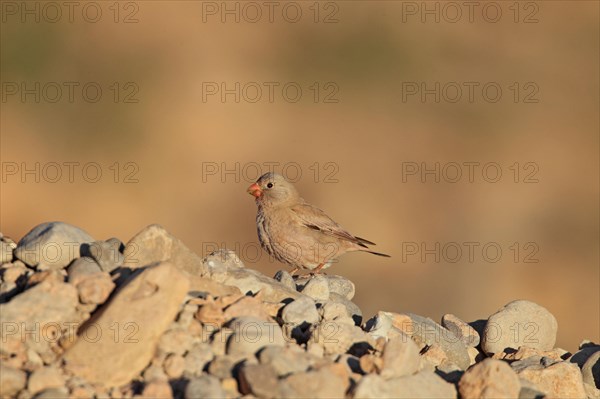 Trumpeter Finch