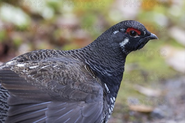 Spruce grouse