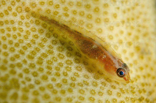 Toothy goby