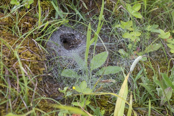 Labyrinth spider