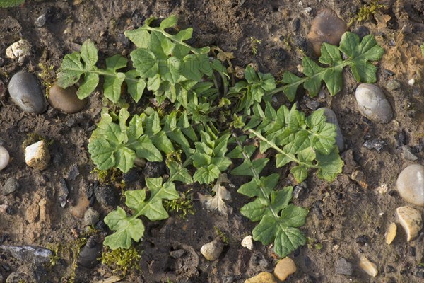 Leaf rosette of shepherd's purse