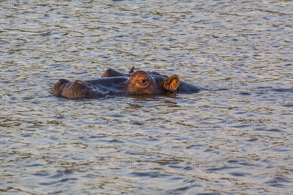 Hippo in the evening light