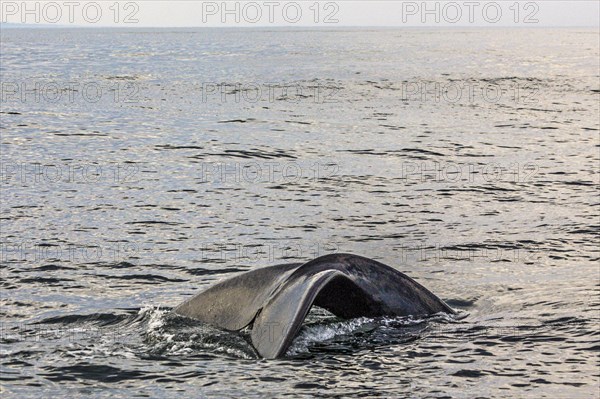 Southern right whale