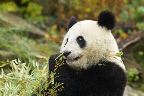 Giant Panda