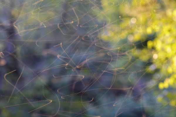 Light trails of insects in the backlight