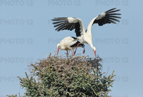 Male white stork flying out of the nest for food while the female stays behind