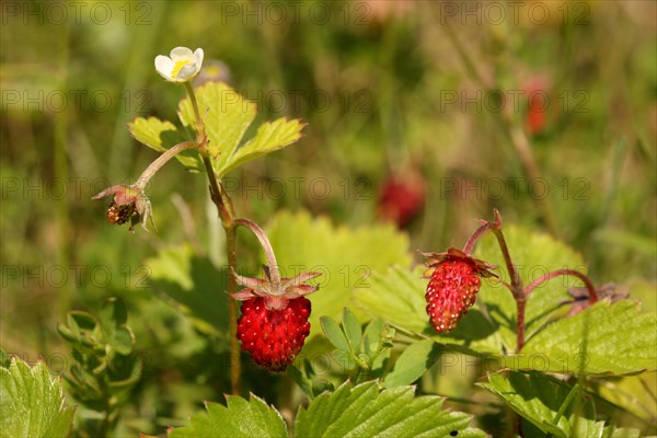 Shrub with woodland strawberries