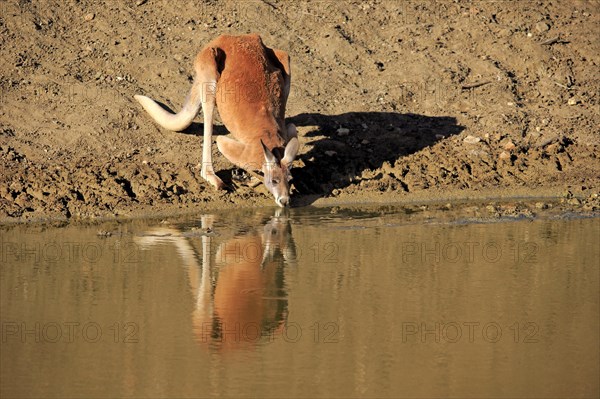 Red kangaroo