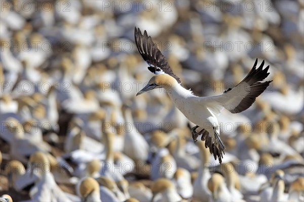 Cape Gannet