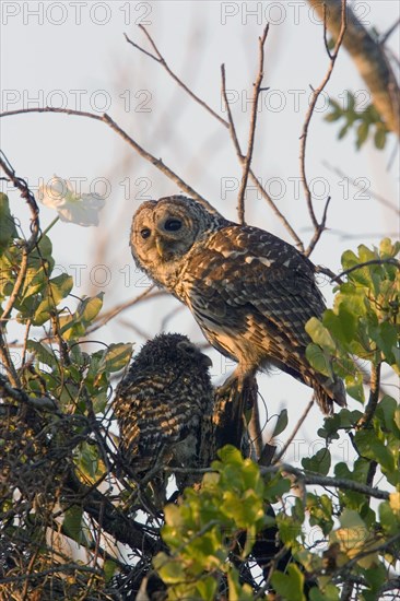 Barred Owl