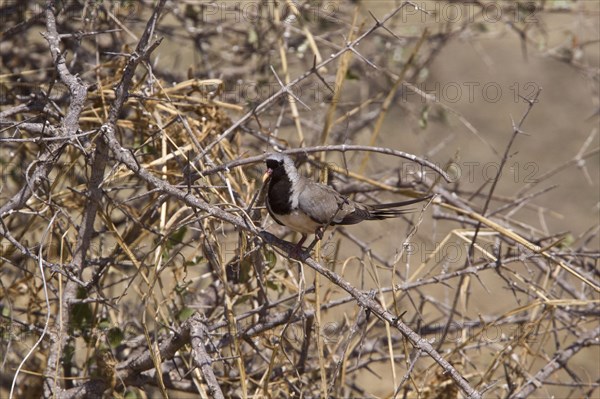 Namaqua dove