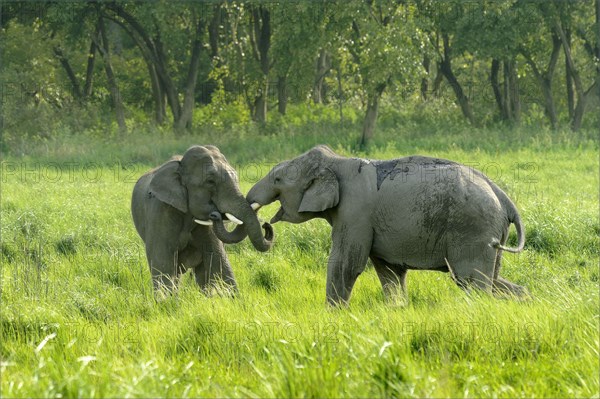 Indian elephant