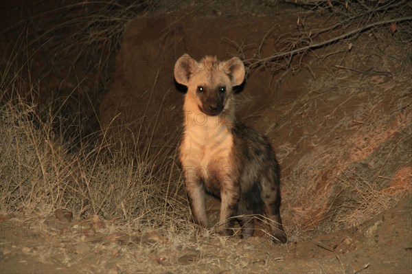 Spotted hyaena