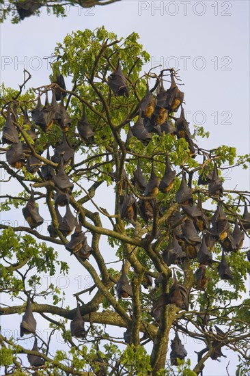 Indian giant flying fox