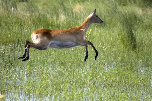 Red lechwe waterbuck