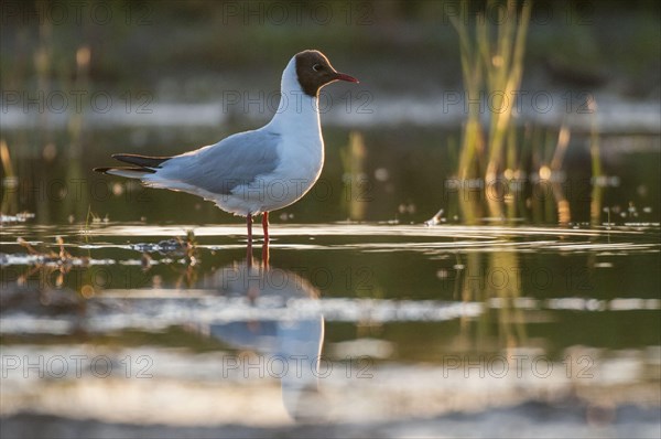 Black-headed Gull