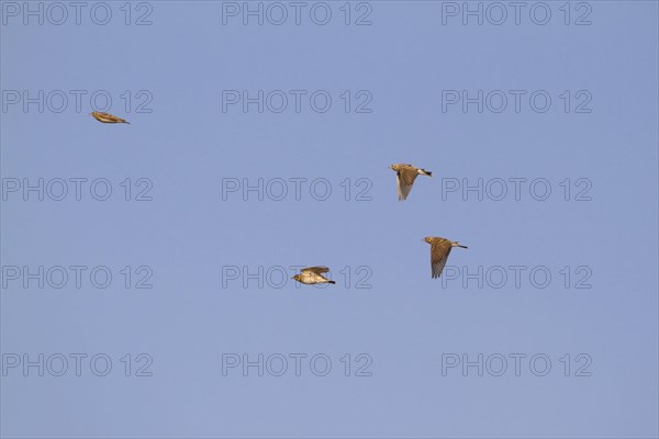 Greater short-toed lark