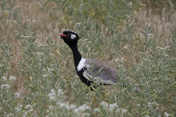 Cackling Bustard