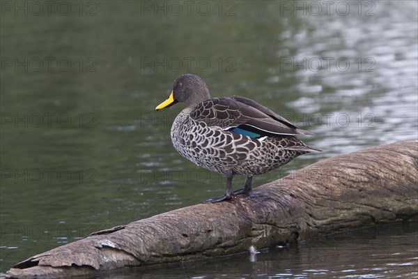 Yellow-billed duck