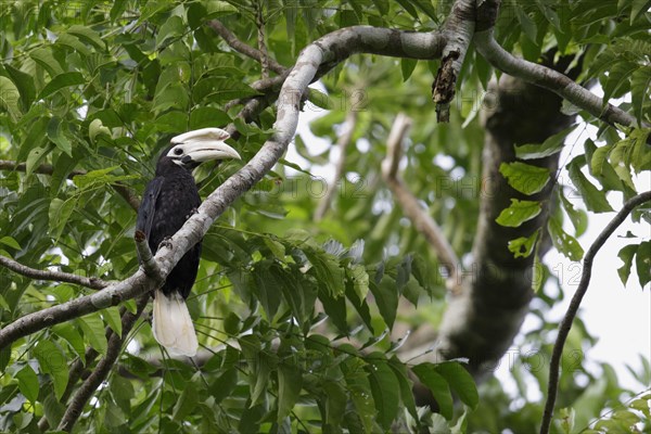 Palawan hornbill