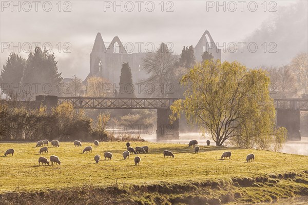 View of flock of sheep grazing in pasture and ruins of Cistercian Abbey at sunrise