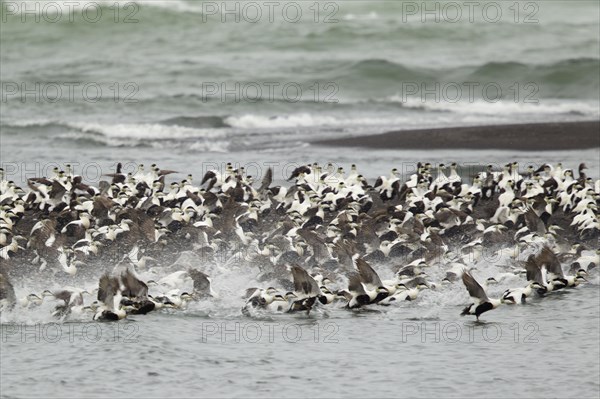 Common eider