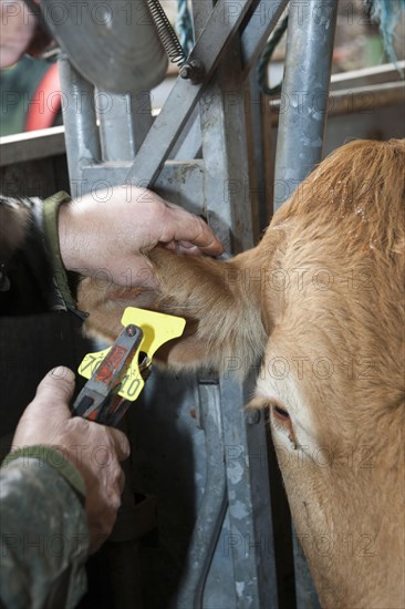 Cattle farming