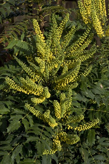 Mahonia