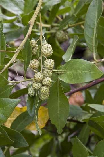 Leaf and fruit of the button mangrove Galapagos Islands