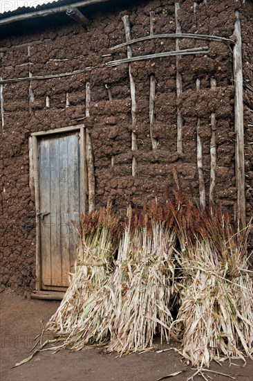 Harvesting sorghum