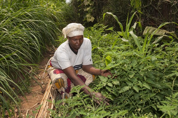 Weeding vegetable garden