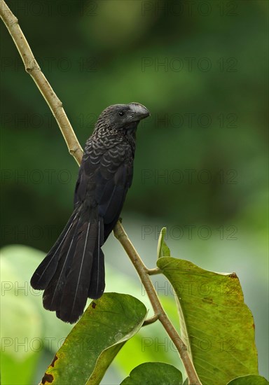 Smooth-billed Ani