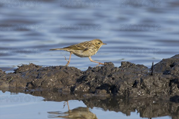 Meadow Pipit