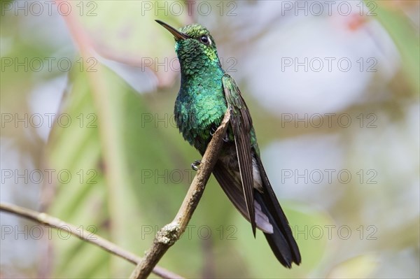 Cuban Emerald