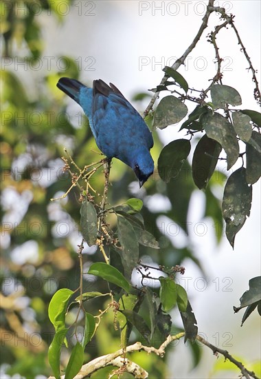 Azure Cuckoo Shrike