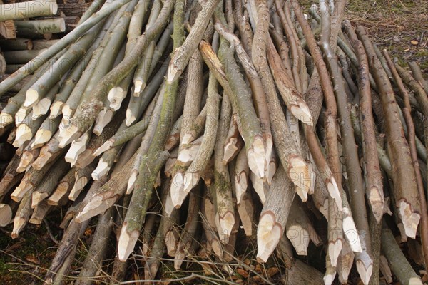 Cut stems made into stakes