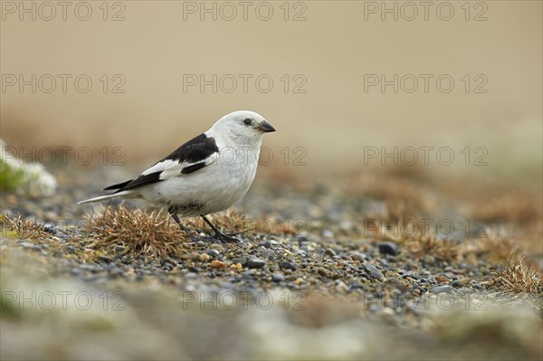 Snow bunting