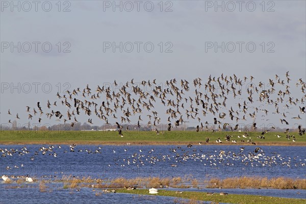 Black-tailed Godwit