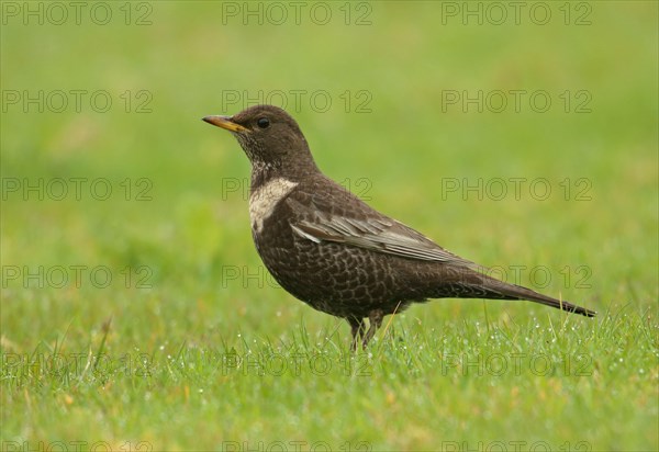 Ring ouzel