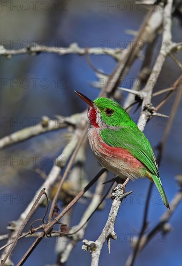 Adult broad-billed todi