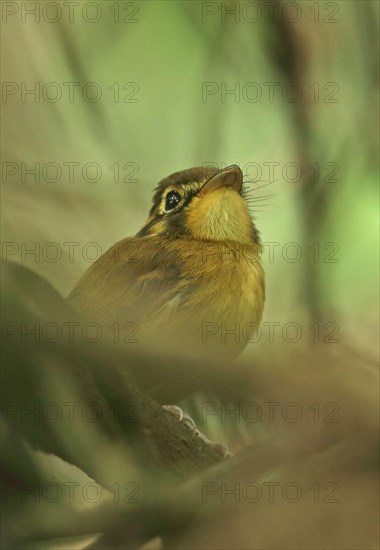 Yellow-crowned Spadebill