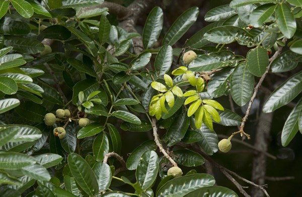 Forest Mahogany