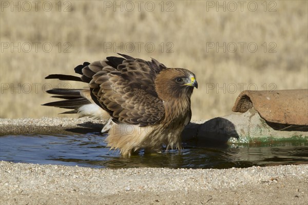 Booted Eagle