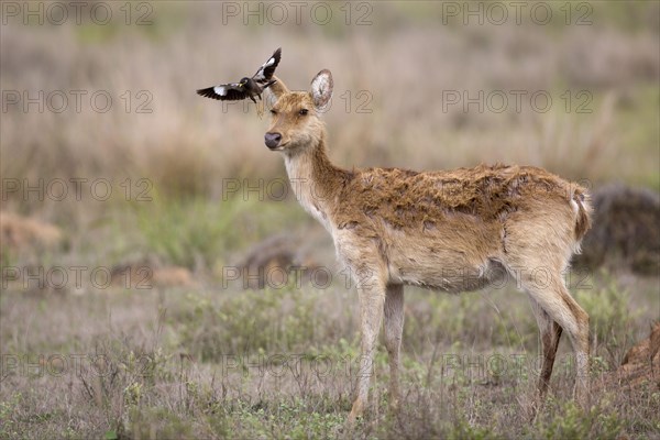 Swamp Deer