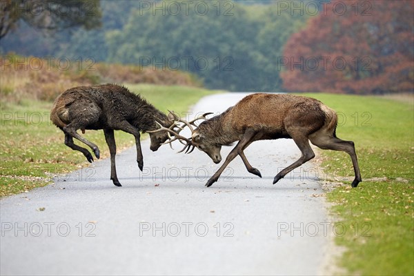 Red deer