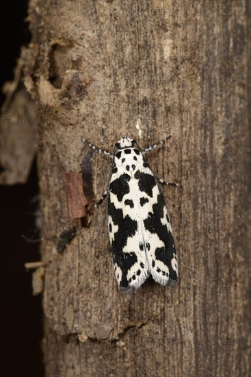 Lesser-V Ermine